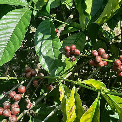 Coffea canephora - Robusta coffee