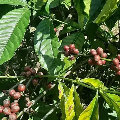 Coffea canephora - Robusta coffee
