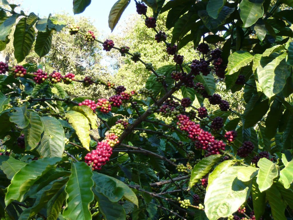 Coffea canephora - Robusta coffee - Image 2
