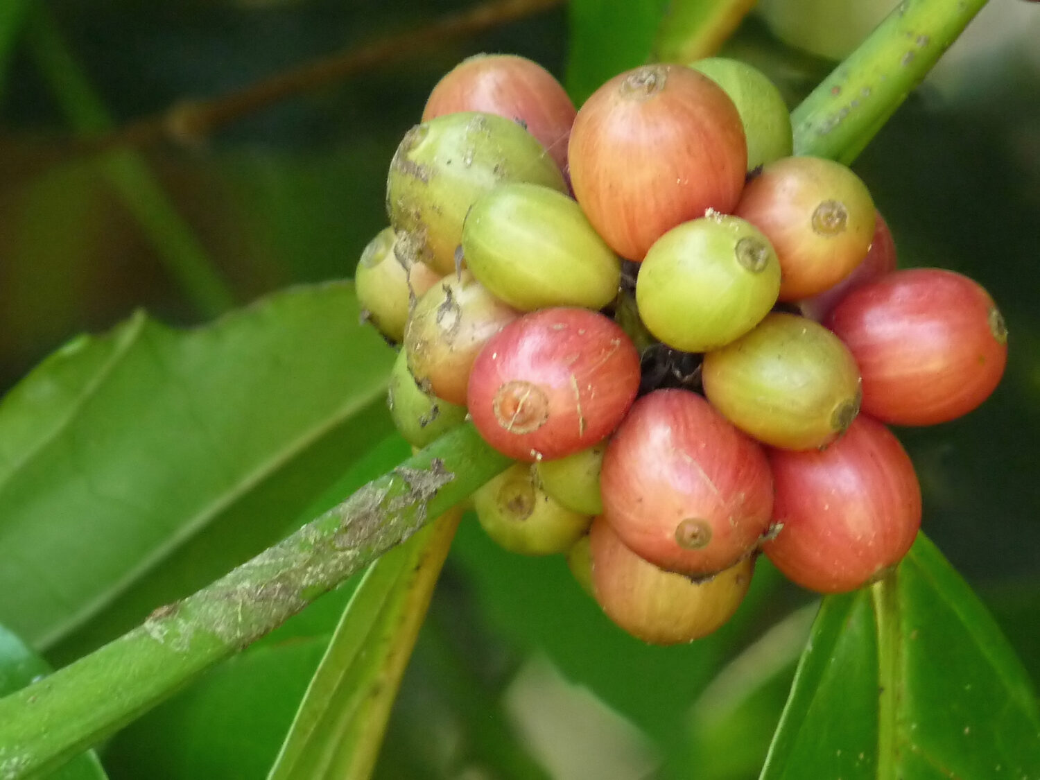 Coffea canephora - Robusta coffee - Image 5