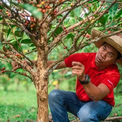 Coffea liberica - Liberian Coffee
