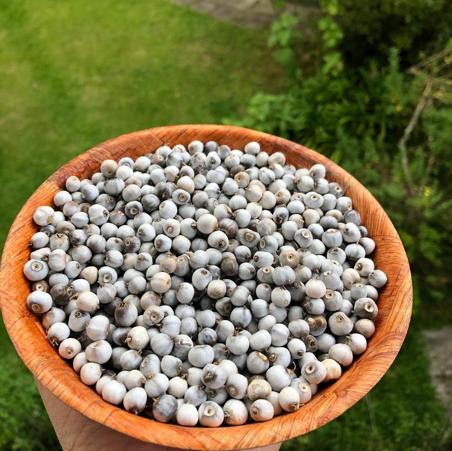 Coix lacryma-jobi - Job's Tears, Adlay Millet, Tear Grass, Lagrimas de San Pedro - Image 9