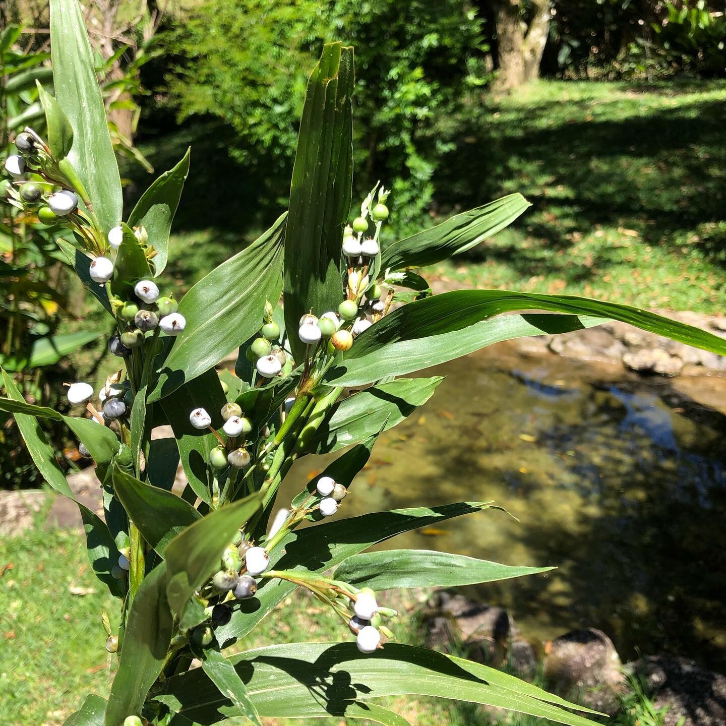 Coix lacryma-jobi - Job's Tears, Adlay Millet, Tear Grass, Lagrimas de San Pedro - Image 10
