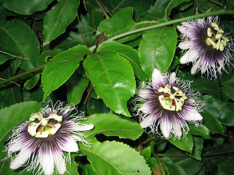 Passiflora Collection - Kit 25 Passionflower Seeds - Passion Fruit Seeds Combo - 5 Seeds from 5 different species - Image 8