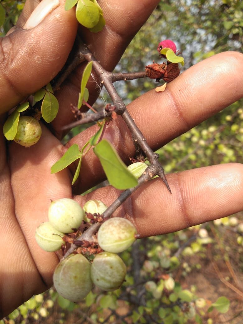 Commiphora berryi - Indian Balm of Gilead, Mulkiluvai - Image 3