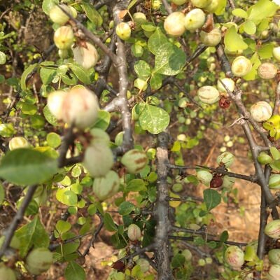 Commiphora berryi - Indian Balm of Gilead, Mulkiluvai