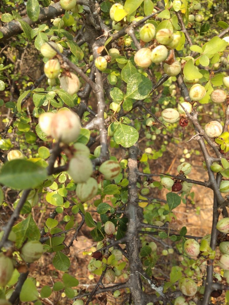 Commiphora berryi - Indian Balm of Gilead, Mulkiluvai