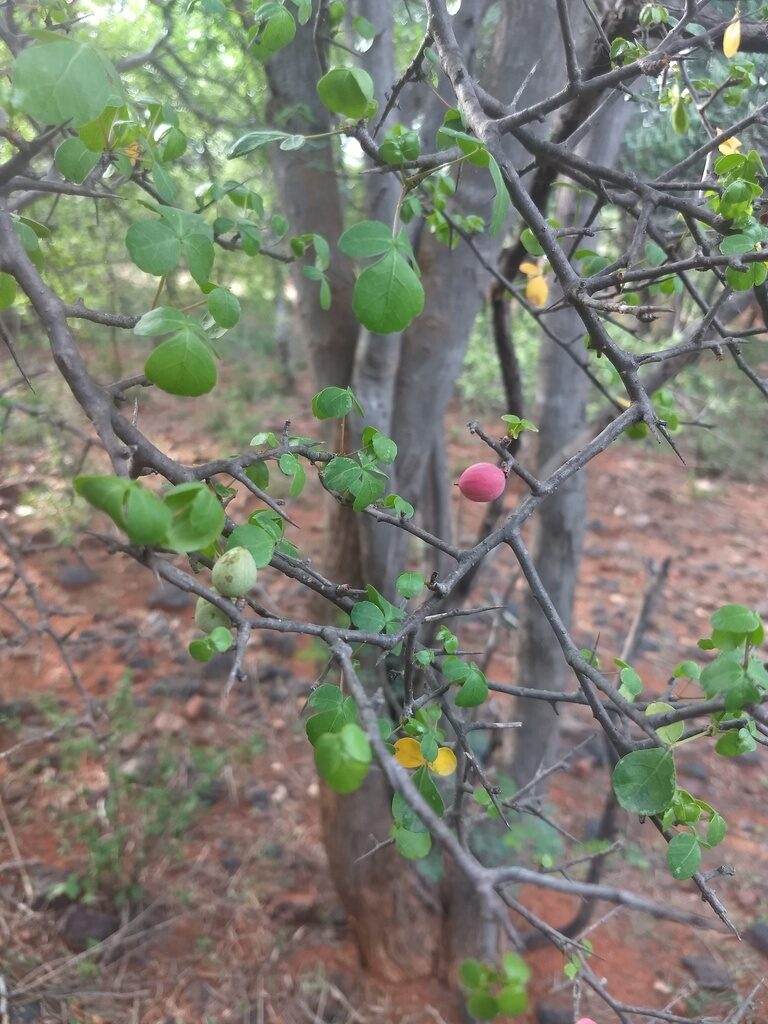 Commiphora berryi - Indian Balm of Gilead, Mulkiluvai - Image 5