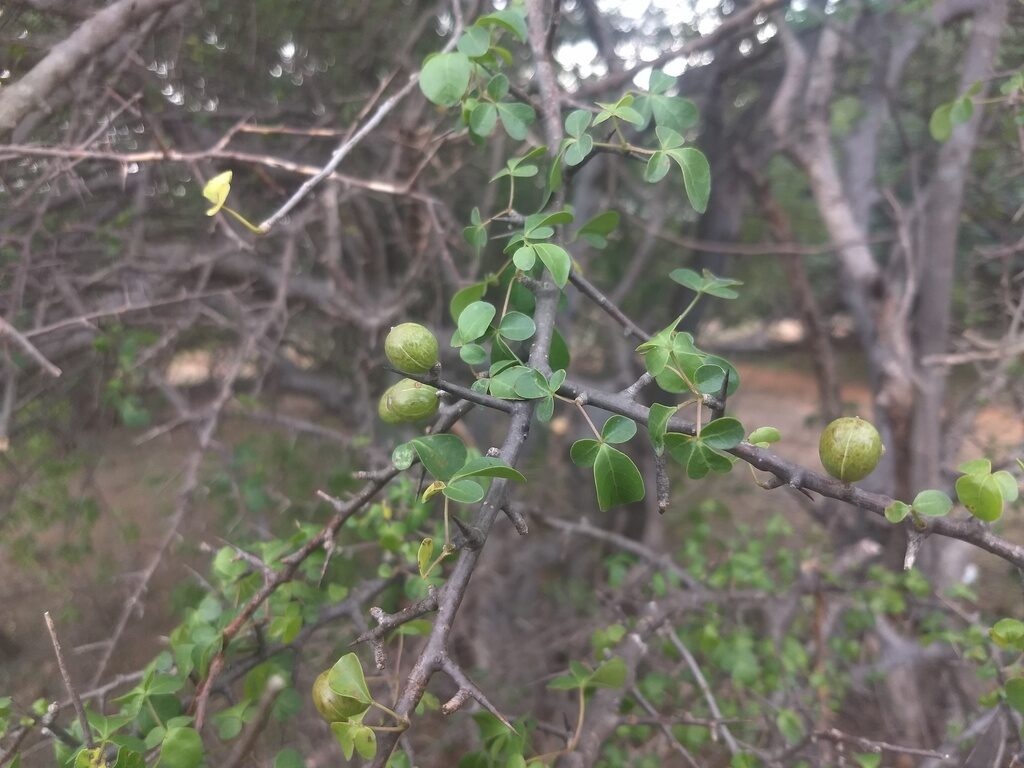 Commiphora berryi - Indian Balm of Gilead, Mulkiluvai - Image 6