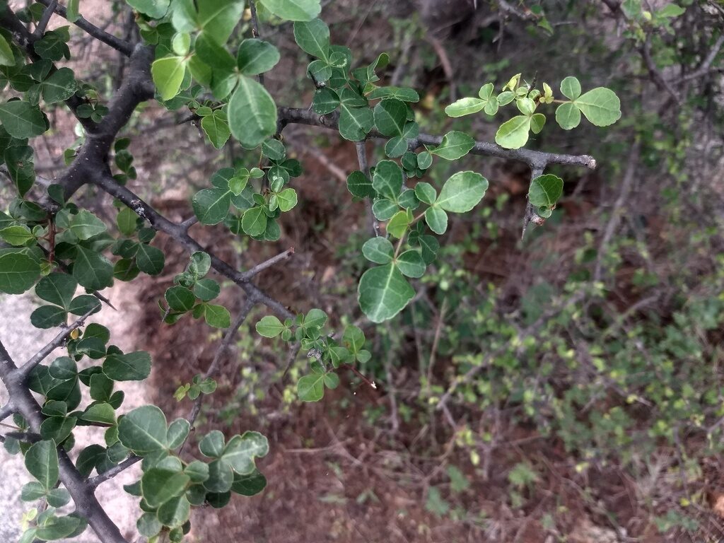 Commiphora berryi - Indian Balm of Gilead, Mulkiluvai - Image 7