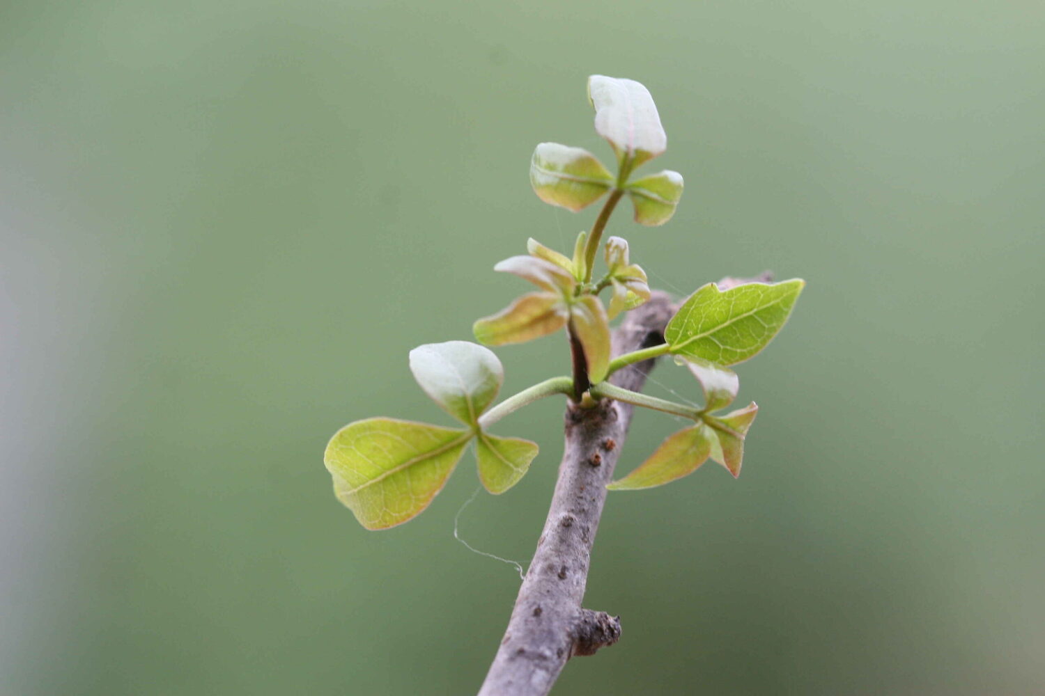 Commiphora berryi - Indian Balm of Gilead, Mulkiluvai - Image 8