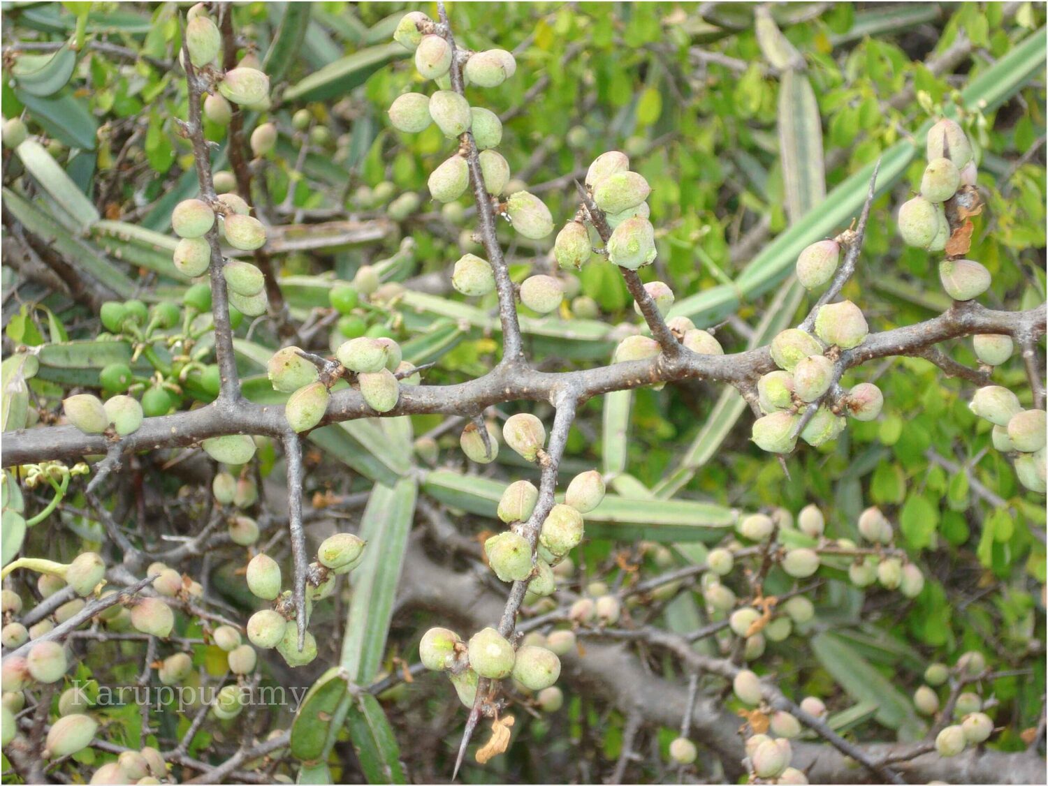 Commiphora berryi - Indian Balm of Gilead, Mulkiluvai - Image 11