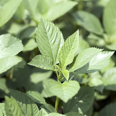 Corchorus capsularis - White Jute