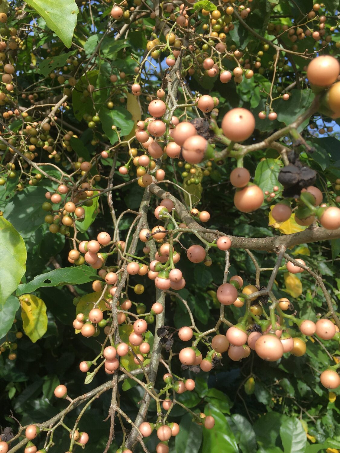 Cordia dichotoma - Fragrant Manjack, Indian Cherry, Glue Berry, Clammy Cherry, Lasora