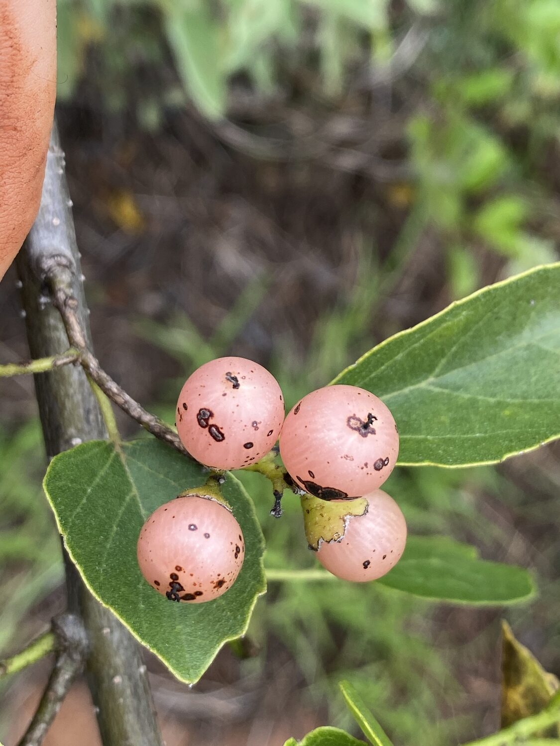 Cordia dichotoma - Fragrant Manjack, Indian Cherry, Glue Berry, Clammy Cherry, Lasora - Image 2