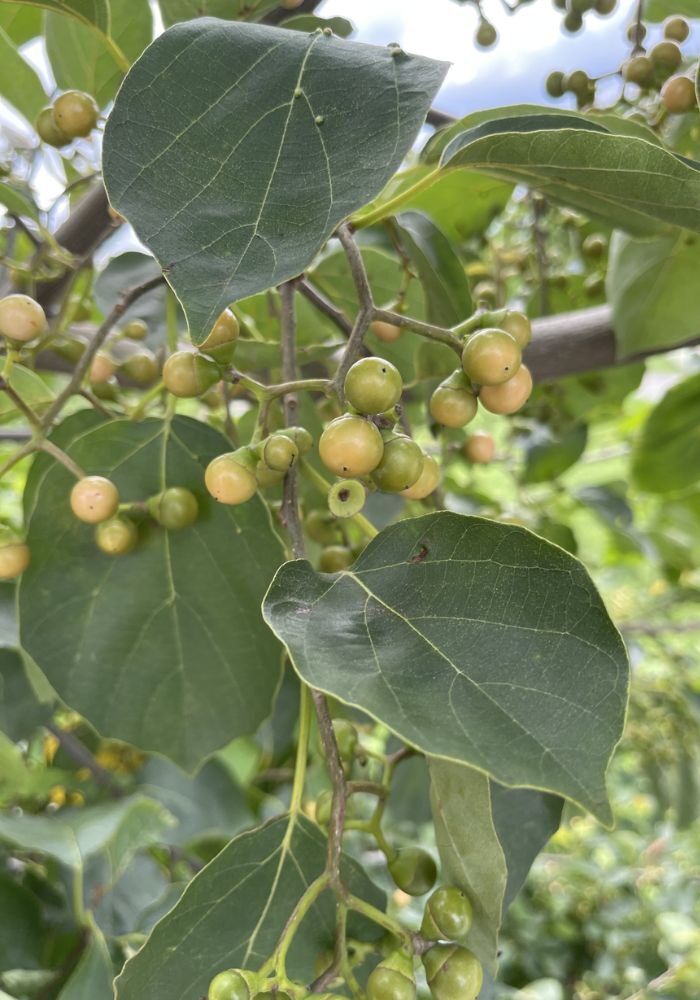 Cordia dichotoma - Fragrant Manjack, Indian Cherry, Glue Berry, Clammy Cherry, Lasora - Image 7