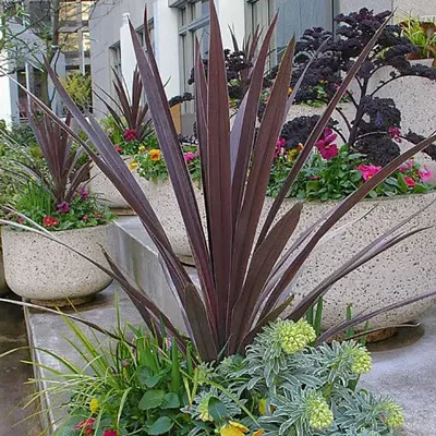 Cordyline australis 'Purpurea' - Red Cabbage Tree