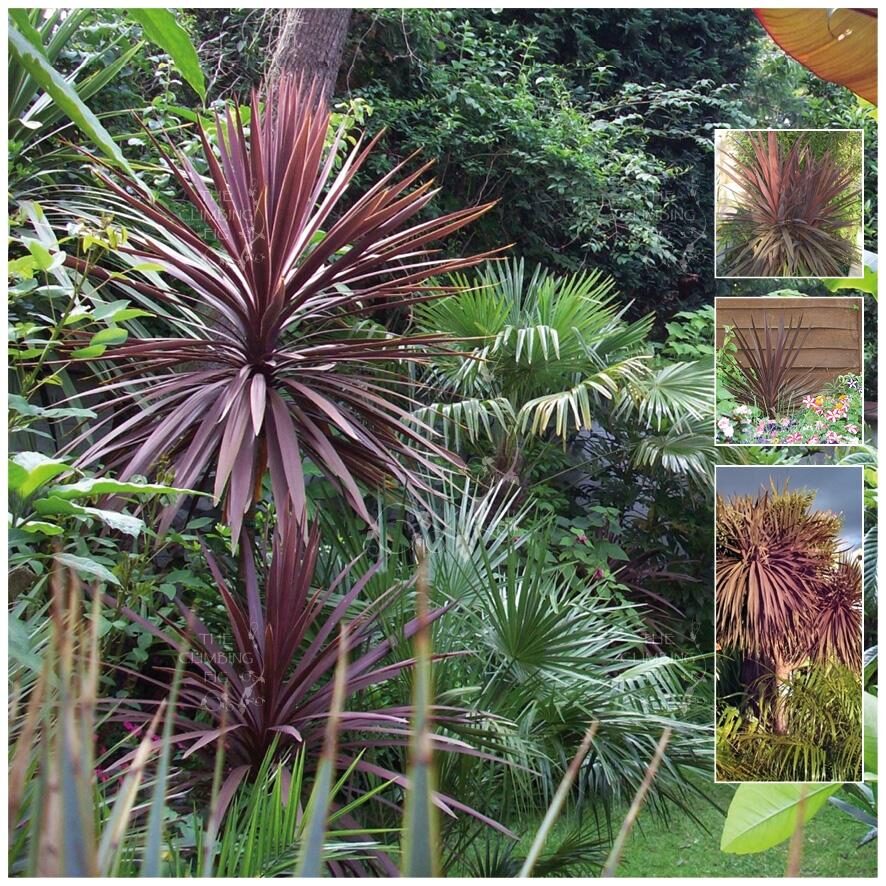 Cordyline australis 'Purpurea' - Red Cabbage Tree - Image 2