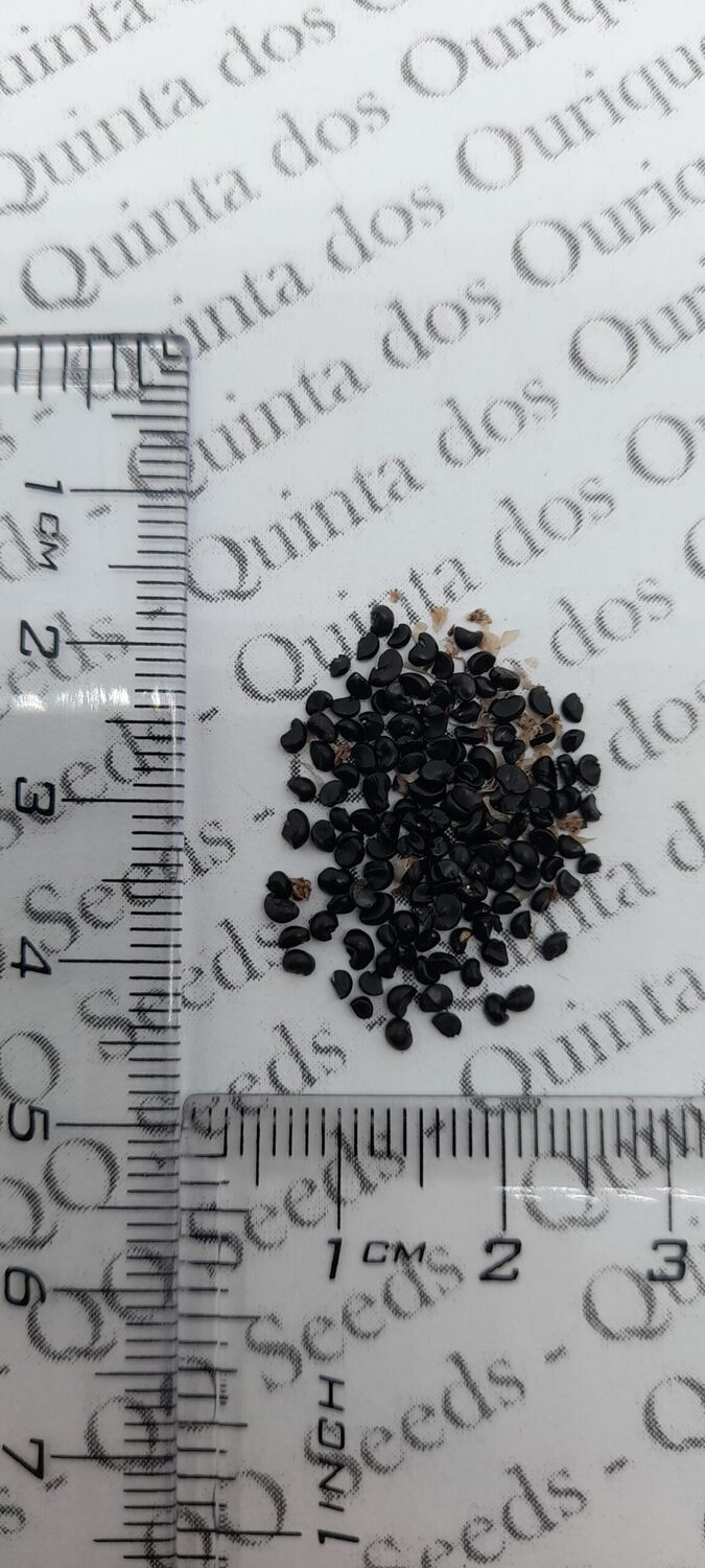 Cordyline australis 'Purpurea' - Red Cabbage Tree - Image 3