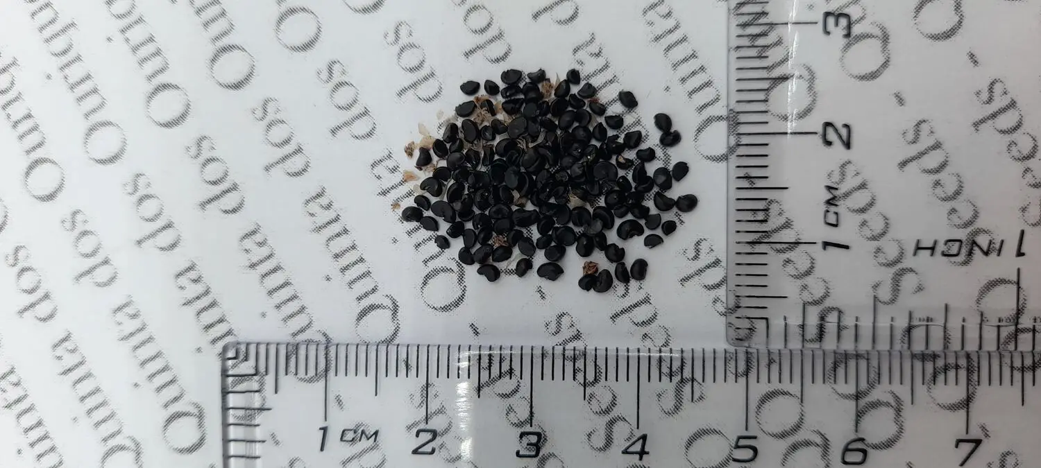 Cordyline australis 'Purpurea' - Red Cabbage Tree - Image 3