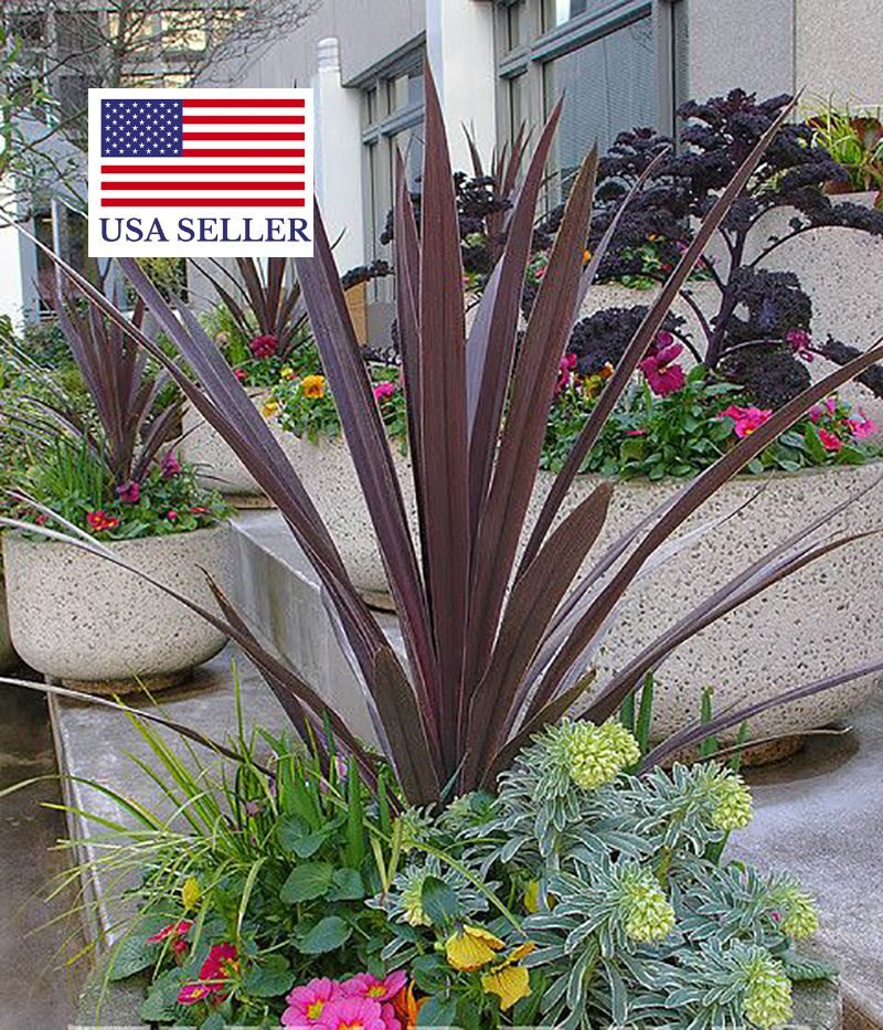 Cordyline australis 'Purpurea' - Red Cabbage Tree - Image 4