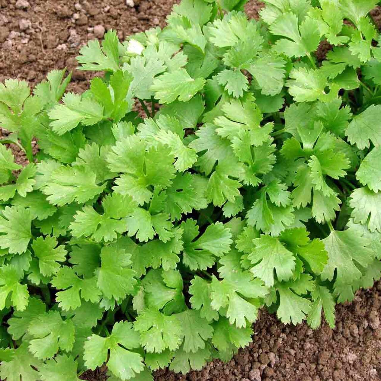 Coriandrum sativum - Coriander, Cilantro - Image 5