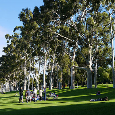 Eucalyptus citriodora / Corymbia citriodora - Lemon Scented Gum, Spotted Gum, Lemon Eucalyptus, Lemon Scented Iron Gum, Dwarf Golden Gum