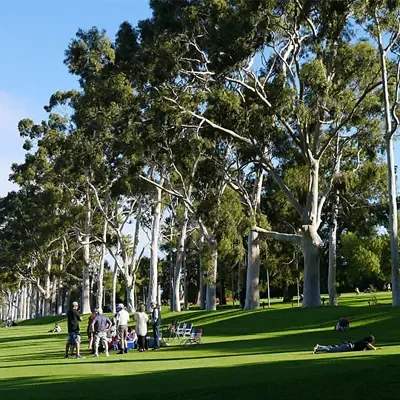 Eucalyptus citriodora / Corymbia citriodora - Lemon Scented Gum, Spotted Gum, Lemon Eucalyptus, Lemon Scented Iron Gum, Dwarf Golden Gum