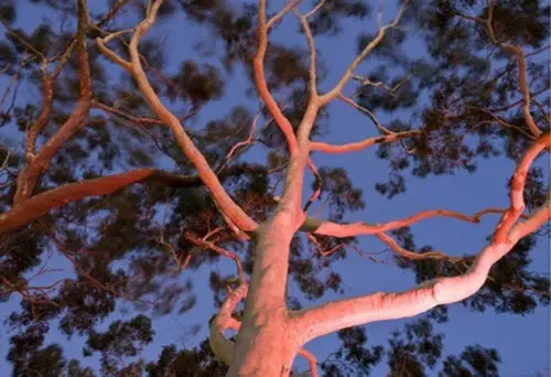 Eucalyptus citriodora / Corymbia citriodora - Lemon Scented Gum, Spotted Gum, Lemon Eucalyptus, Lemon Scented Iron Gum, Dwarf Golden Gum - Image 3