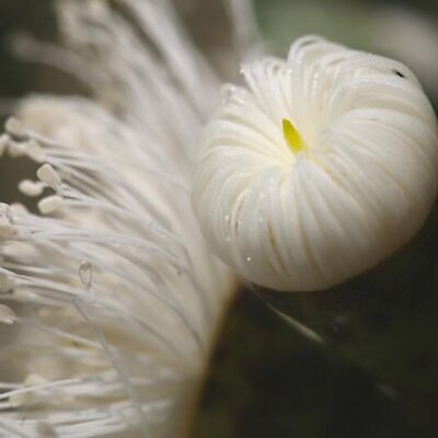 Corymbia eximia - Yellow Bloodwood, Eucalipto Gold Gum, Dwarf Golden Gum, Dwarf, Corymbia Nana