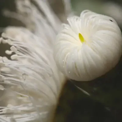 Corymbia eximia - Yellow Bloodwood, Eucalipto Gold Gum, Dwarf Golden Gum, Dwarf, Corymbia Nana