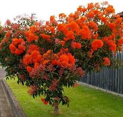 Eucalyptus ficifolia / Corymbia ficifolia - Red Flowering Gum, Albany Red Flowering Gum