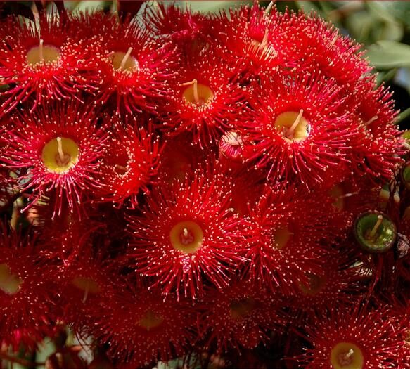 Eucalyptus ficifolia / Corymbia ficifolia - Red Flowering Gum, Albany Red Flowering Gum - Image 2