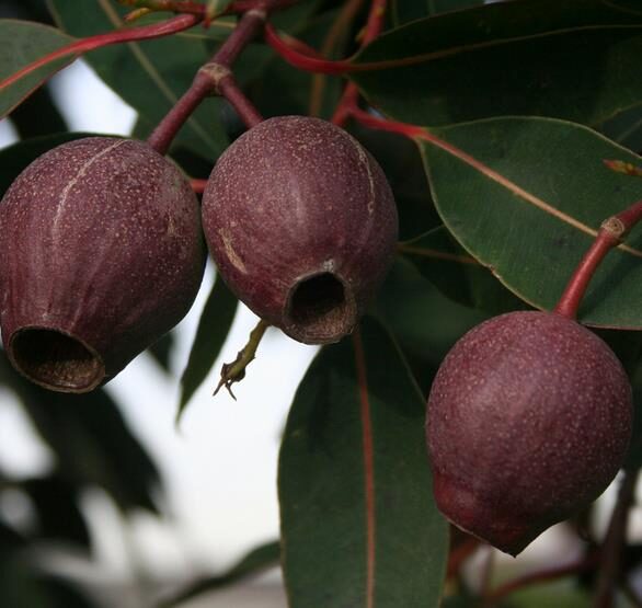 Eucalyptus ficifolia / Corymbia ficifolia - Red Flowering Gum, Albany Red Flowering Gum - Image 3