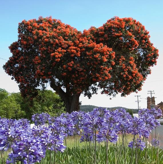 Eucalyptus ficifolia / Corymbia ficifolia - Red Flowering Gum, Albany Red Flowering Gum - Image 6