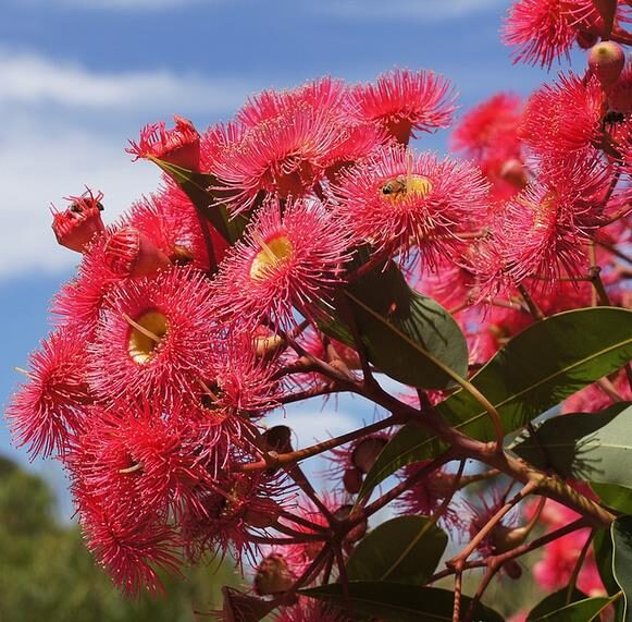 Eucalyptus ficifolia / Corymbia ficifolia - Red Flowering Gum, Albany Red Flowering Gum - Image 7