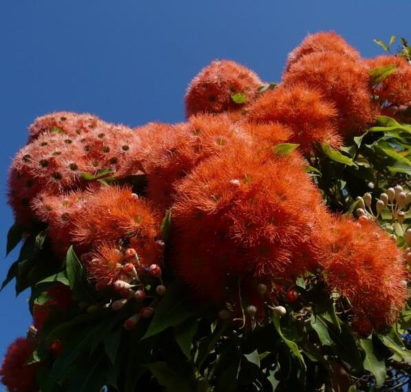 Eucalyptus ficifolia / Corymbia ficifolia - Red Flowering Gum, Albany Red Flowering Gum - Image 8