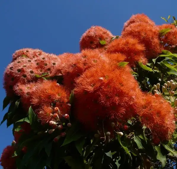 Eucalyptus ficifolia / Corymbia ficifolia - Red Flowering Gum, Albany Red Flowering Gum - Image 8