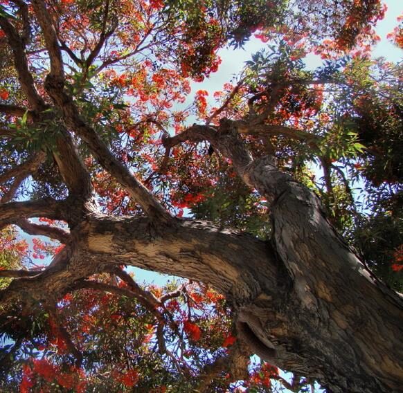 Eucalyptus ficifolia / Corymbia ficifolia - Red Flowering Gum, Albany Red Flowering Gum - Image 9