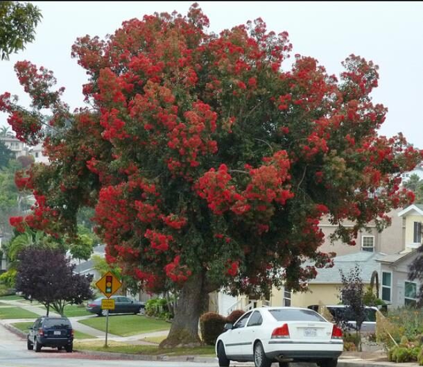 Eucalyptus ficifolia / Corymbia ficifolia - Red Flowering Gum, Albany Red Flowering Gum - Image 10
