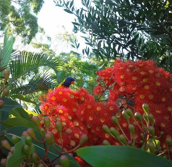 Eucalyptus ficifolia / Corymbia ficifolia - Red Flowering Gum, Albany Red Flowering Gum - Image 11