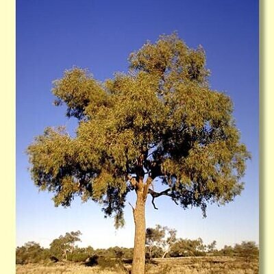 Eucalyptus terminalis / Corymbia terminalis - Tjuta, Joolta, Bloodwood, Desert Bloodwood, Plains Bloodw
