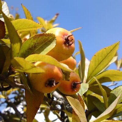 Crataegus mexicana - Heart Plant, Mexican Punch, Tejocote, Hawthorn Berry, Small Mexican Apple