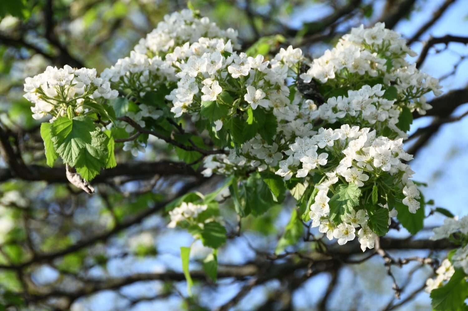 Crataegus mollis - Downy Hawthorn, Red Hawthorn - Image 2