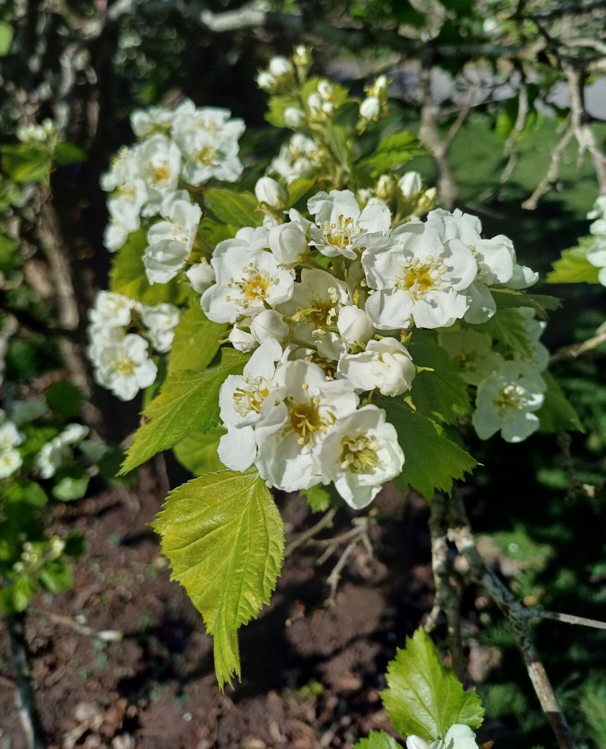 Crataegus mollis - Downy Hawthorn, Red Hawthorn - Image 3