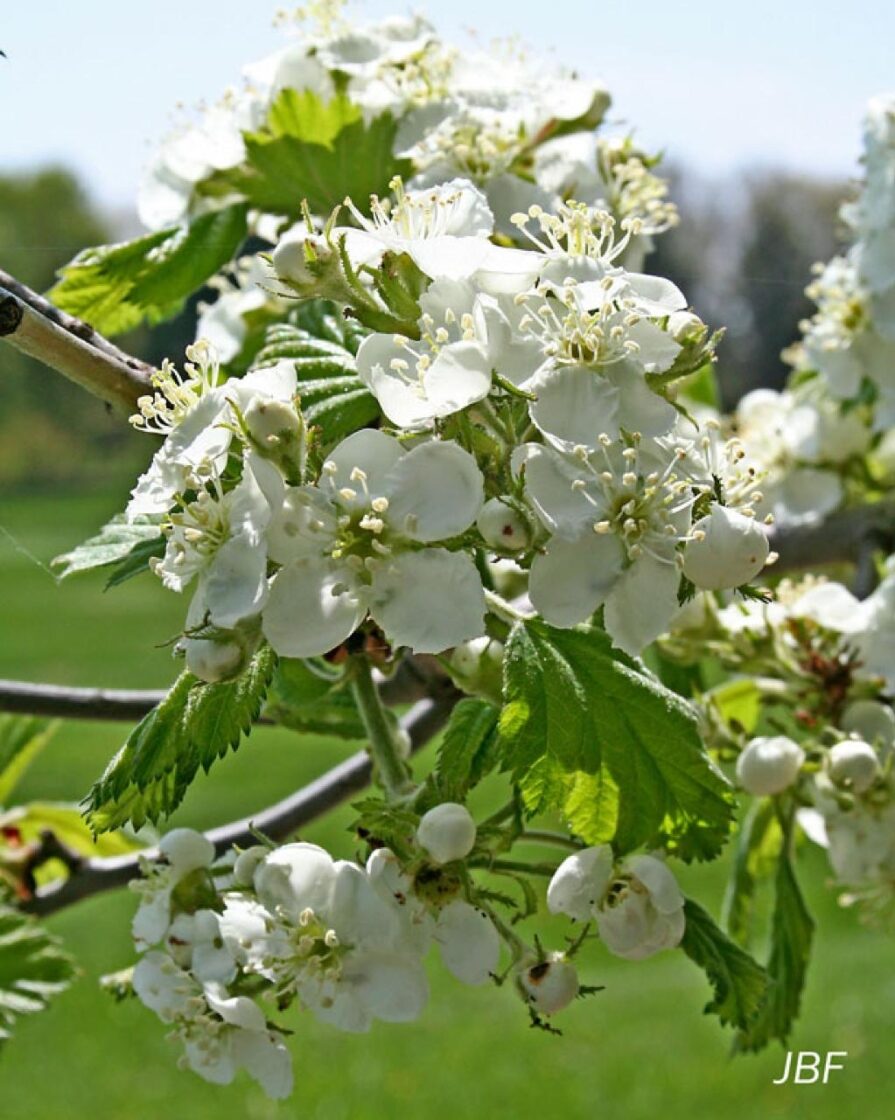 Crataegus mollis - Downy Hawthorn, Red Hawthorn - Image 4