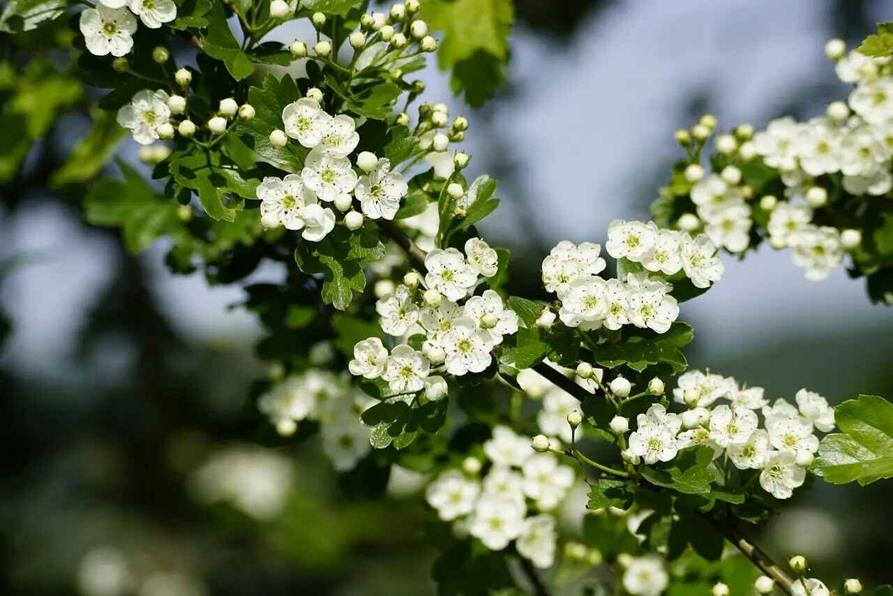 Crataegus mollis - Downy Hawthorn, Red Hawthorn
