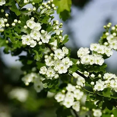 Crataegus mollis - Downy Hawthorn, Red Hawthorn