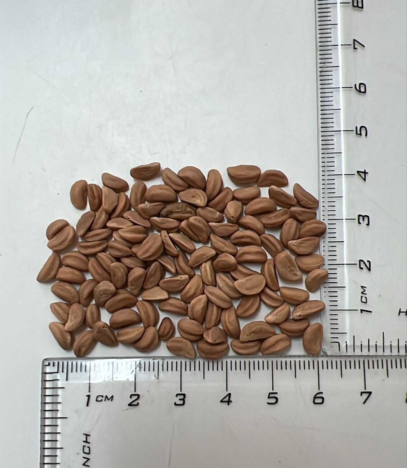 Crataegus mollis - Downy Hawthorn, Red Hawthorn - Image 6