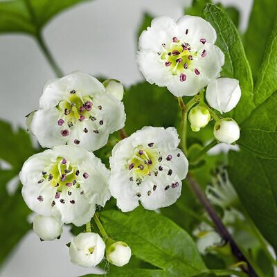 Crataegus monogyna - English Hawthorn, Hawthorn, One-Seed Hawthorn, Single-Seeded Hawthorn